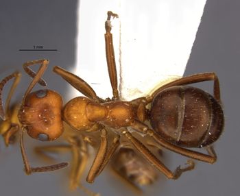 Media type: image;   Entomology 22727 Aspect: habitus dorsal view